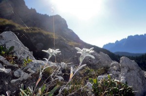 stelle